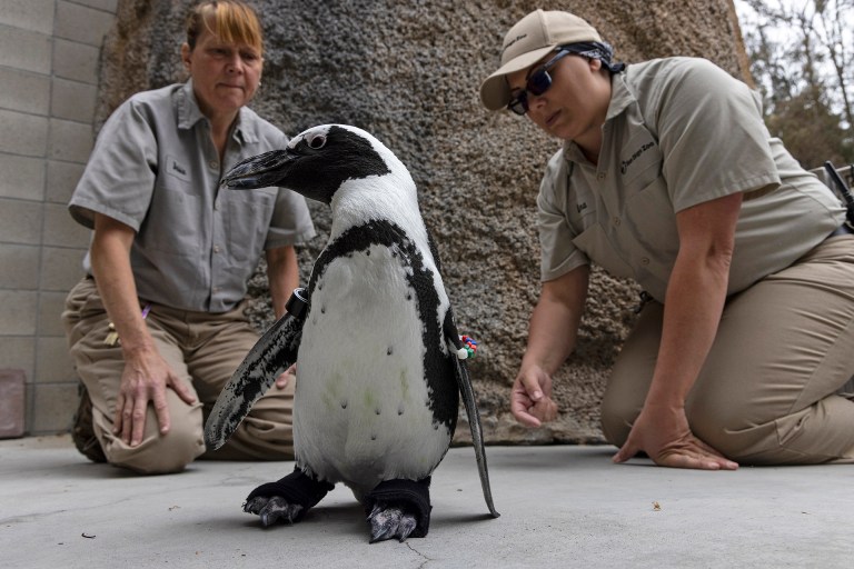 Happy feet: San Diego Zoo penguin fitted with orthopedic footwear