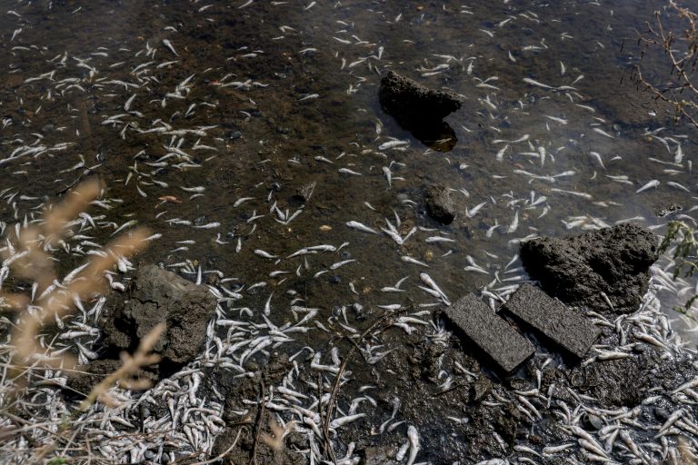 Hundreds of small fish can be seen dead in Lake Merritt in Oakland, California on Monday, Aug. 29, 2022. Large numbers of dead fish and other sea life have been sighted all around the lake and other areas in the San Francisco Bay, prompting environmental groups to suggest that people and their pets stay out of the water to avoid a hazardous algae bloom known as red tide.