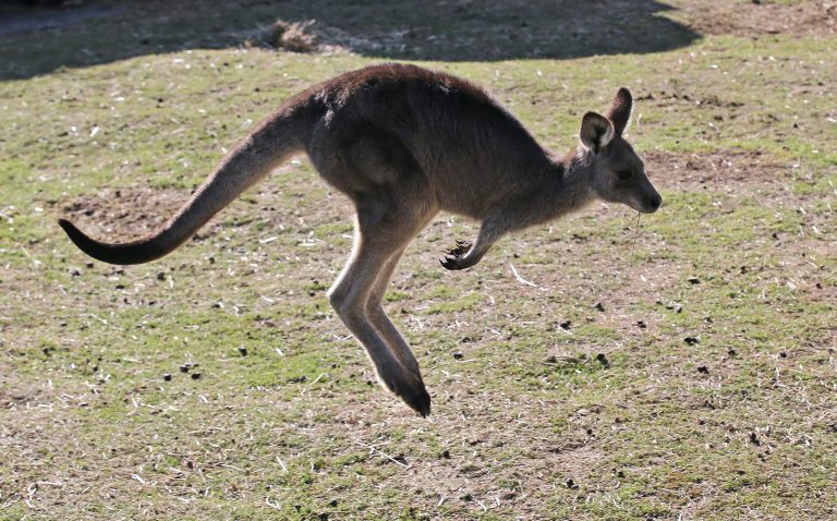 Pet kangaroo kills Australian owner in first fatal attack in 86 years