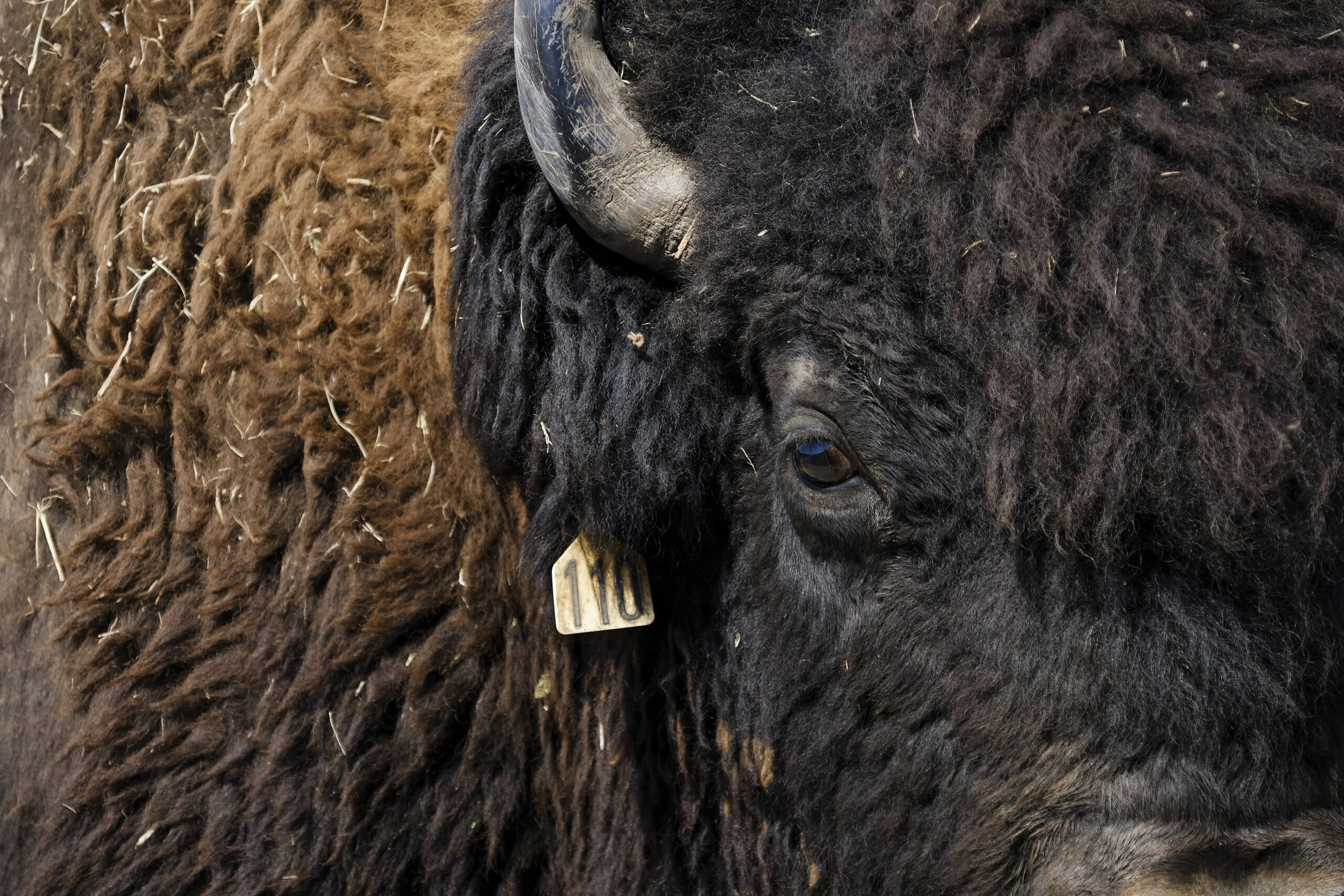 Bison gores woman at Yellowstone National Park