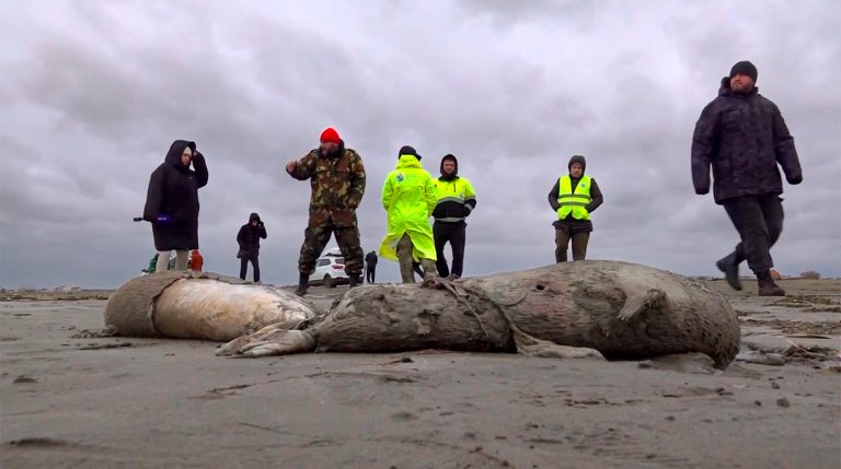 In this image taken from footage provided by the RU-RTR Russian television on Dec. 4, journalists and Interdistrict Environmental Prosecutor's Office employees walk near the bodies of dead seals on the shore of the Caspian Sea, Dagestan.