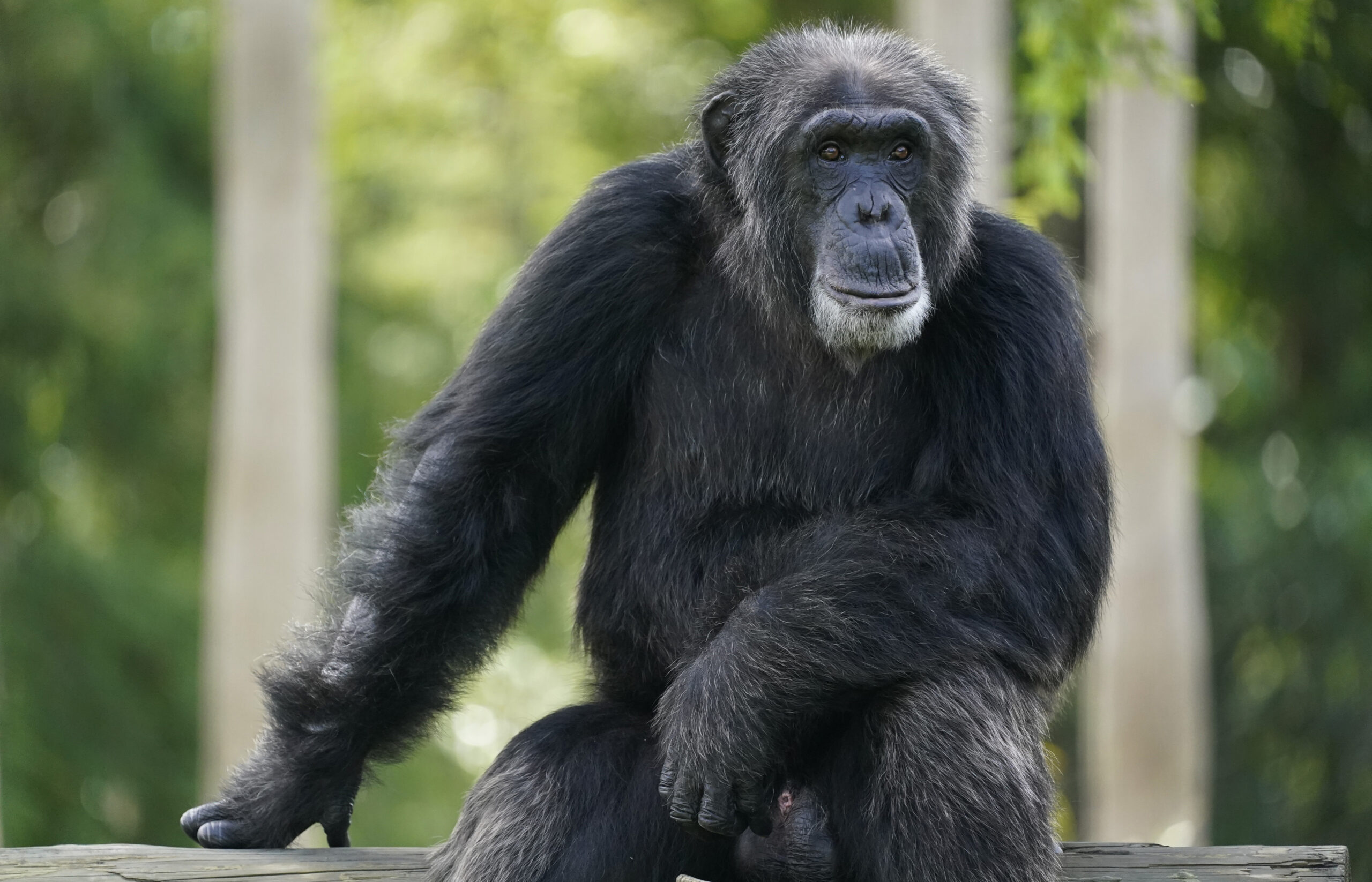 Planet of the apes: Authorities besiege chimp house in Swedish zoo after escape attempt