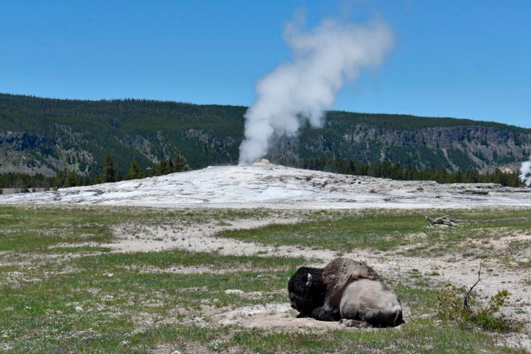 A bison lies down on the ground in front of the Old Faithful geyser in Yellowstone National Park, Wyo., on June 22, 2022. After a historic biodiversity agreement was reached, countries now face pressure to deliver on the promises. The most significant part of the global biodiversity framework is a commitment to protect 30% of land and water considered important for biodiversity by 2030.