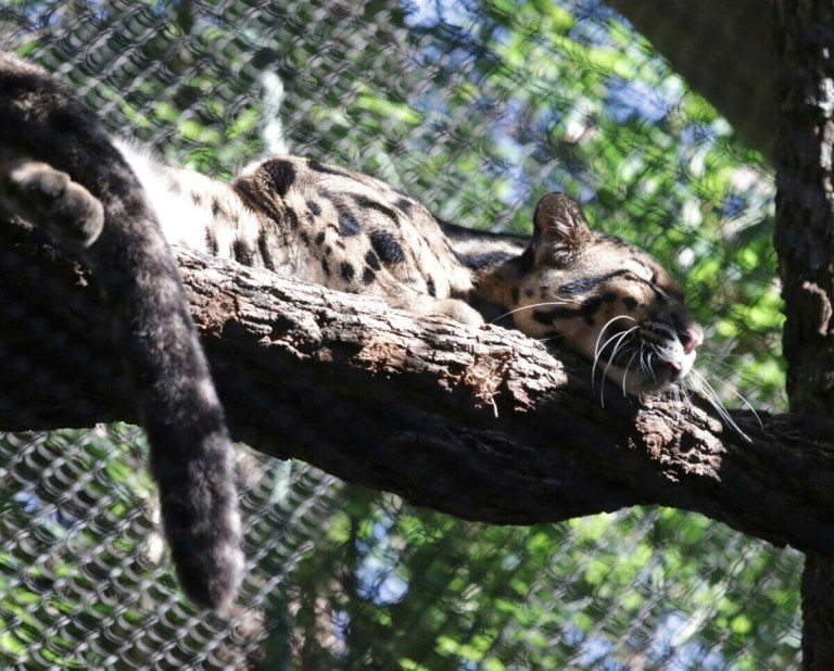 This undated image provided by the Dallas Zoo shows a clouded leopard named Nova resting on a tree limb in an enclosure.