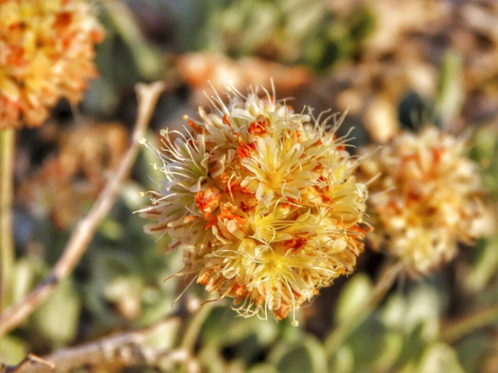 Nevada lithium mining company cited for endangering habitat of 6-inch desert flower