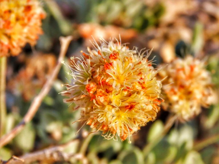 FILE - This photo provided by the Center for Biological Diversity taken in June 2019, in the Silver Peak Range of western Nevada about halfway between Reno and Las Vegas shows Tiehm's buckwheat growing in the high desert where a lithium mine is planned.
