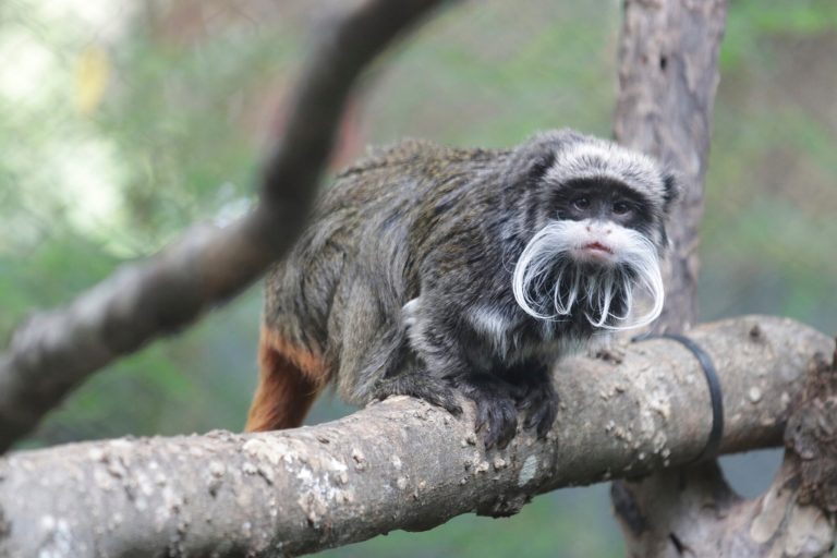 This photo provided by the Dallas Zoo shows an emperor tamarin that lives at the zoo.