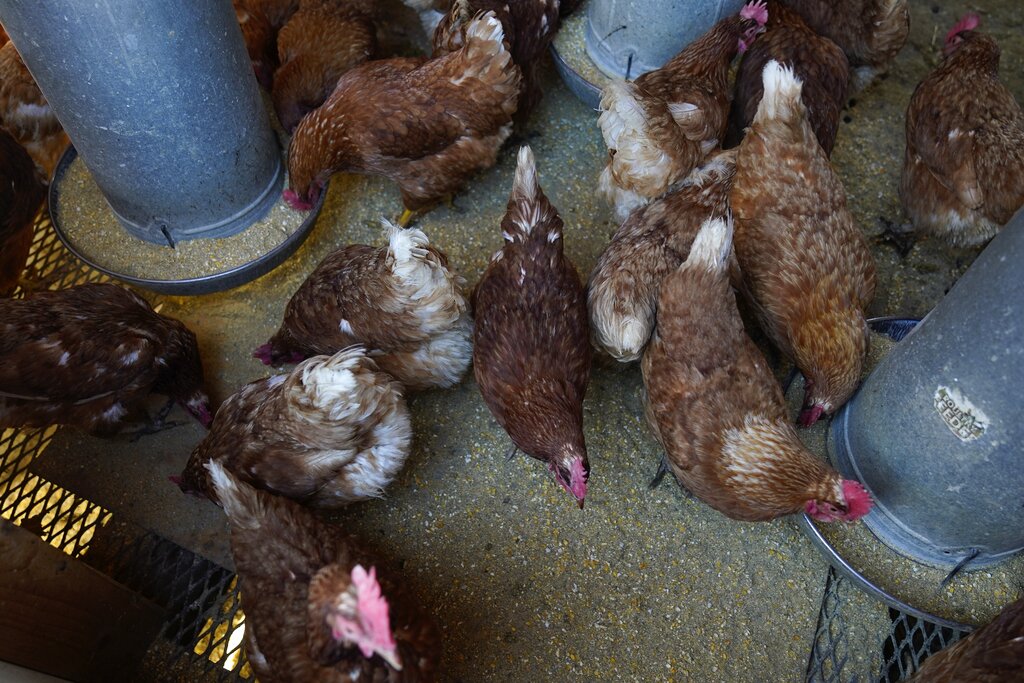 Mass vaccination of chickens against bird flu could hurt US sellers