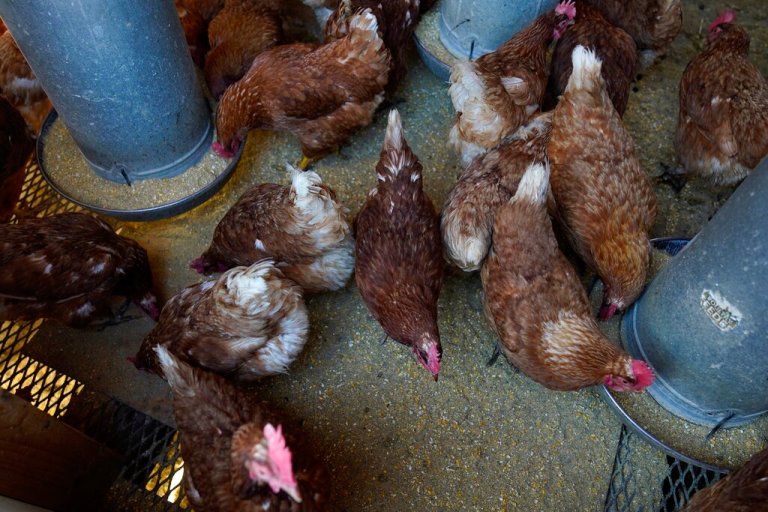 Red Star chickens feed in their coop, Jan. 10, 2023, at Historic Wagner Farm in Glenview, Ill. The ongoing bird flu outbreak has cost the U.S. government roughly $661 million and added to consumers' pain at the grocery store after more than 58 million birds were slaughtered to limit the spread of the virus. (AP Photo/Erin Hooley, File)