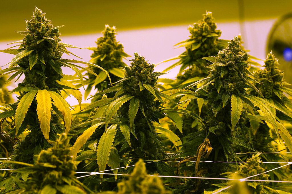North Carolina lawmakers took $530,000 from marijuana and gambling interests amid legislation push: Report