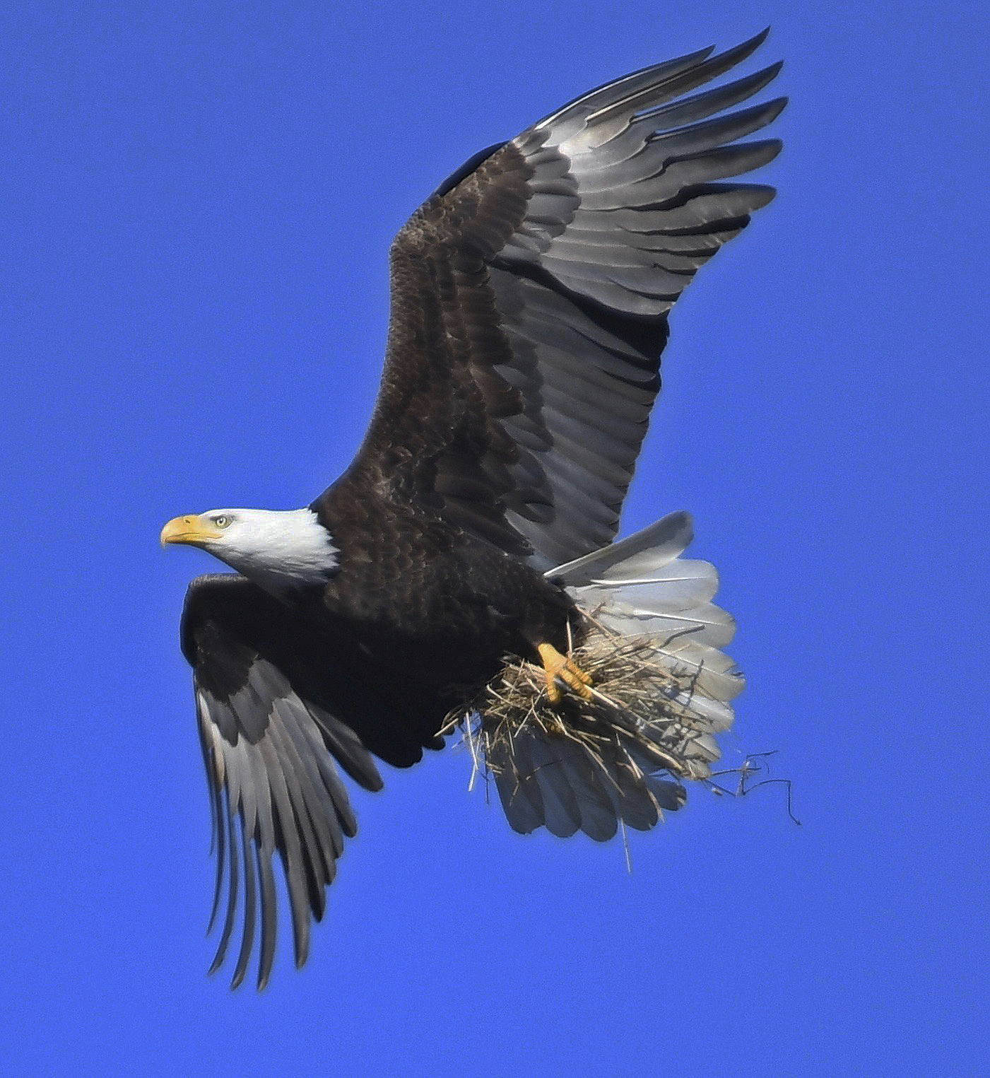 Investigation opened into Honduran nationals who allegedly killed and planned to eat bald eagle