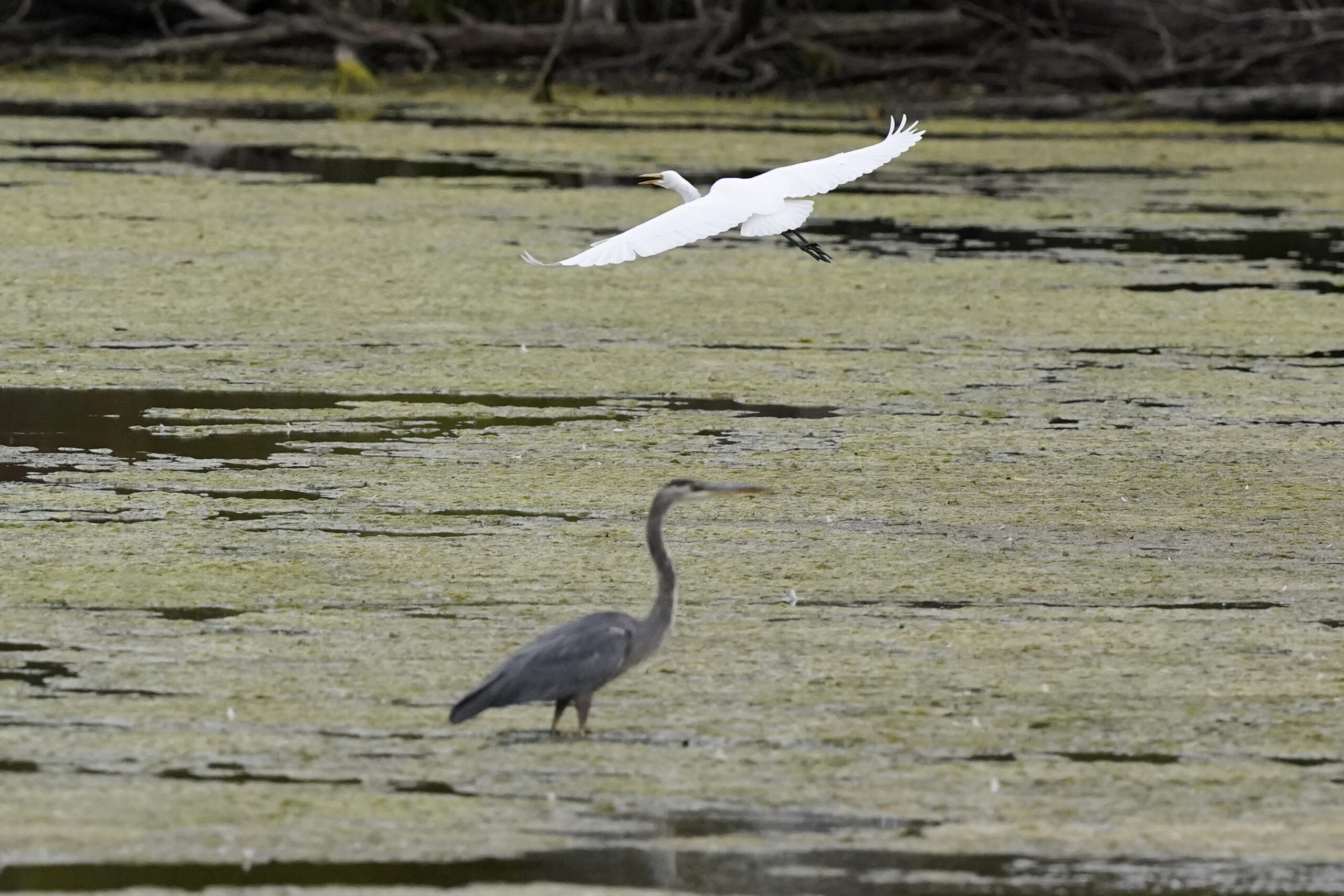 Federal judge blocks Biden clean water rule in 24 states