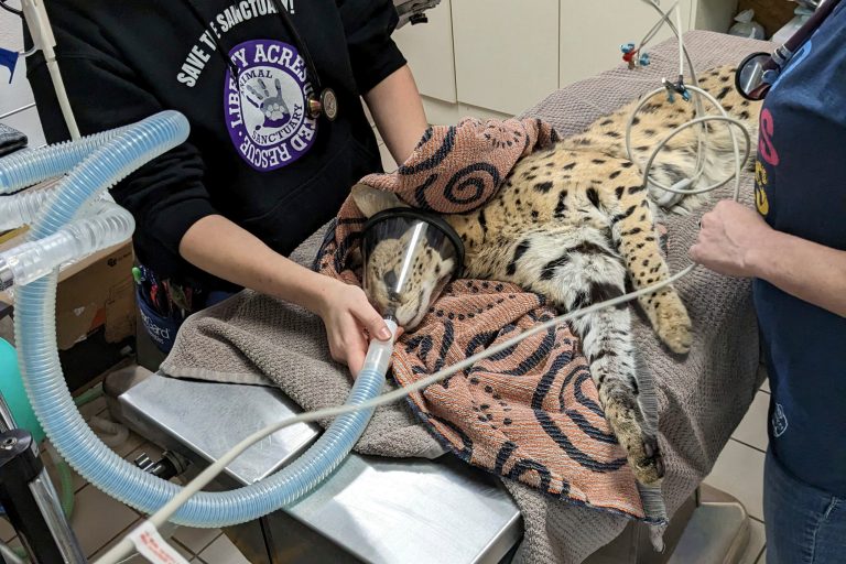 In this January 2023 photo provided by Cincinnati Animal CARE, a serval is treated after it was found to have cocaine in its system in Cincinnati.