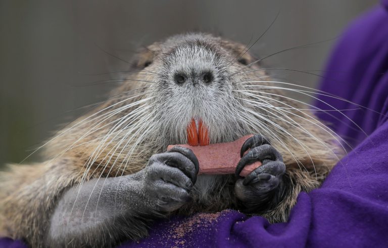 A wounded baby nutria Denny Lacoste rescued is photographed in Metairie, Louisiana, on Monday, March 13, 2023. Denny and Myra Lacoste have run afoul of state law by keeping a 22-pound nutria, a beady-eyed, orange-toothed, rat-tailed rodent commonly considered a wetlands-damaging pest, as a pet that frolics with their dog, snuggles in their arms, and swims in the family pool.