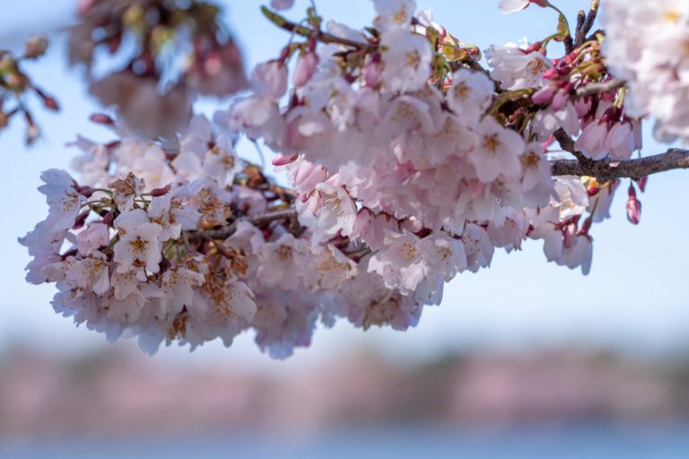 DC cherry blossoms: The cost behind maintaining these fleeting beauties