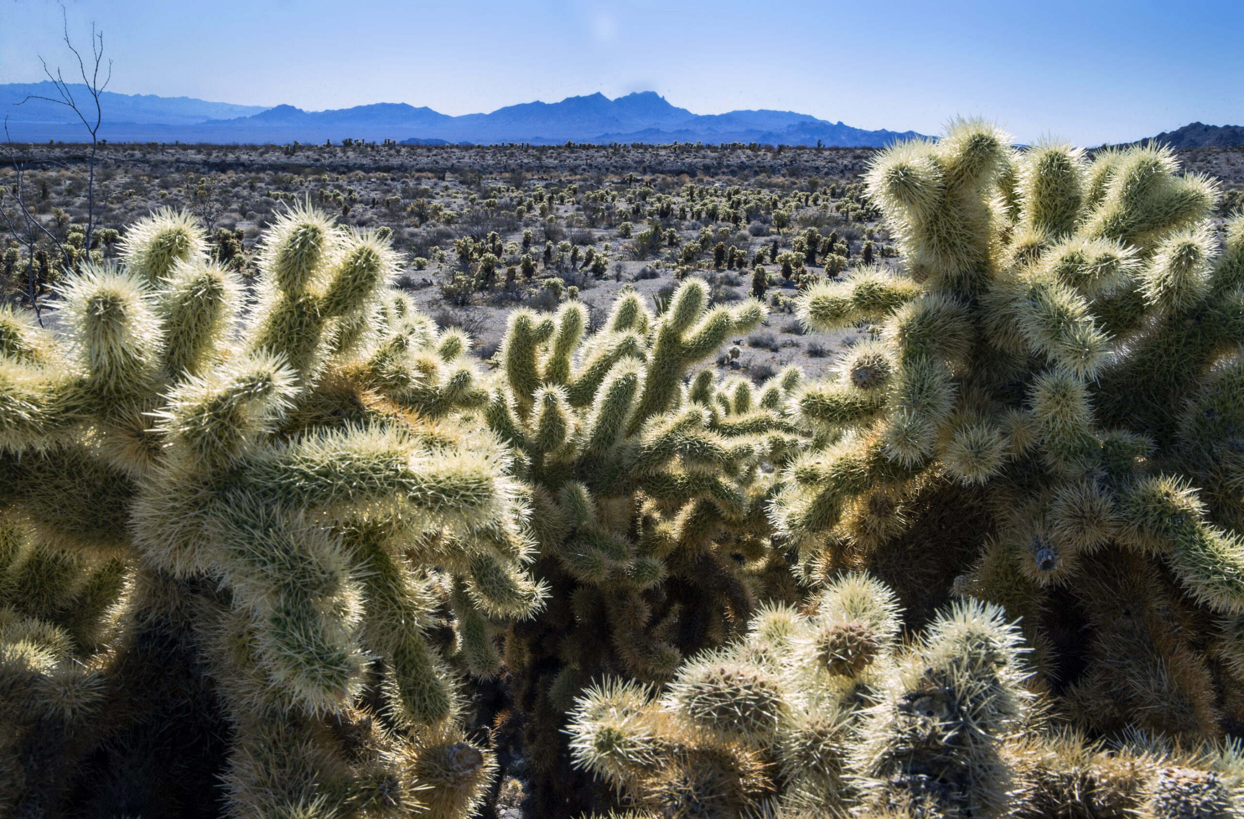 Biden to limit development on 500,000 acres in Texas and Nevada with new monuments