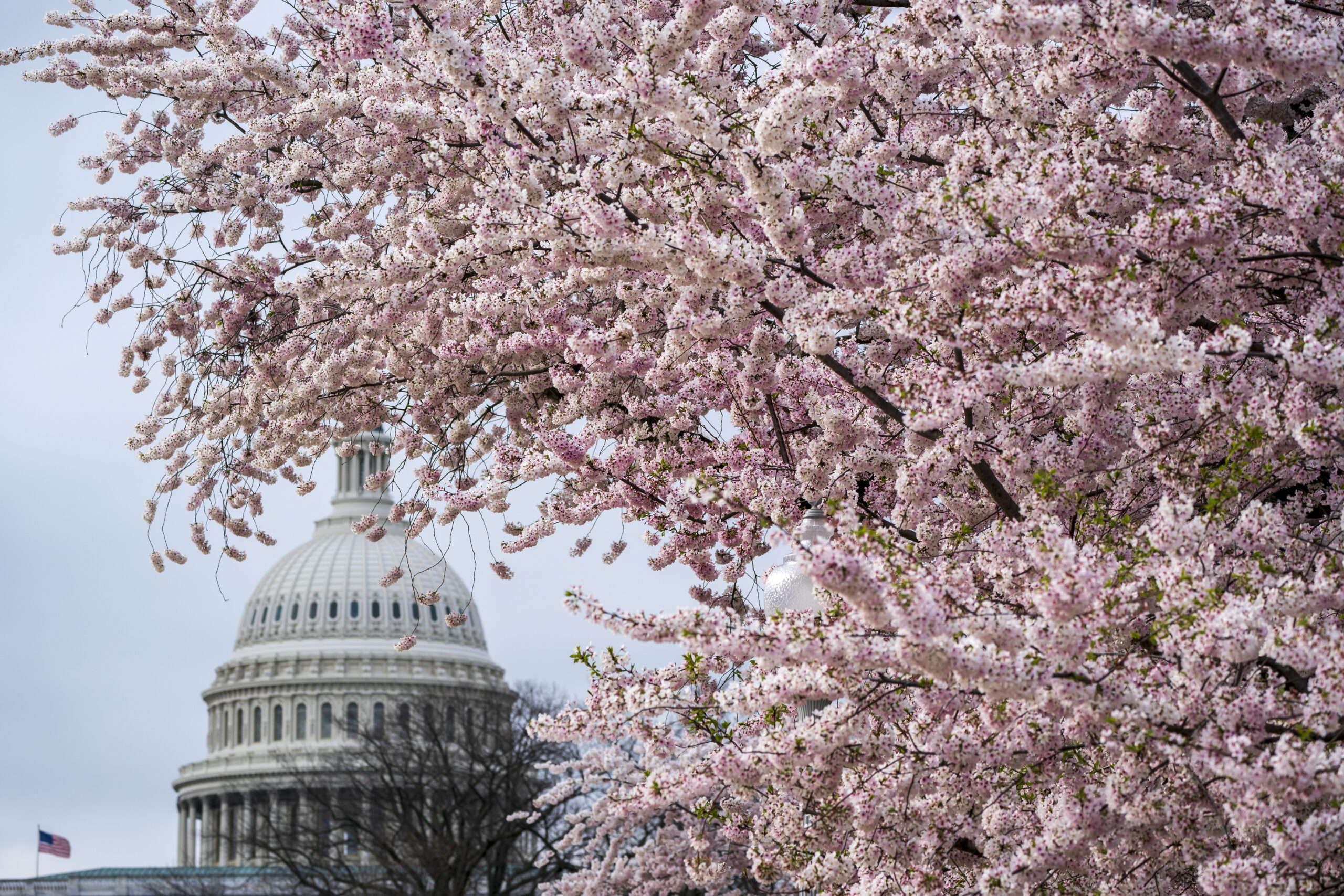 Senate votes to end COVID-19 public health emergency after Biden signals he won’t veto