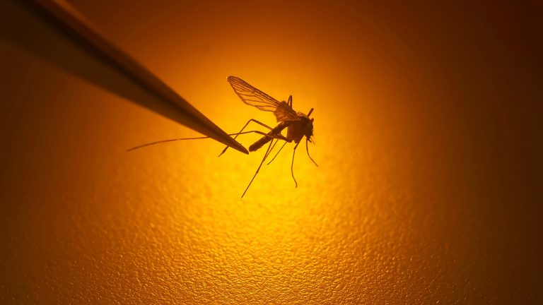 Is West Nile virus on the rise? What to know