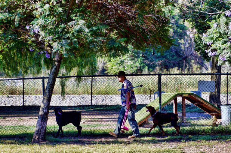 A dog owner walks under a tree in the early morning on Wednesday, July 12, 2023, in Los Angeles.