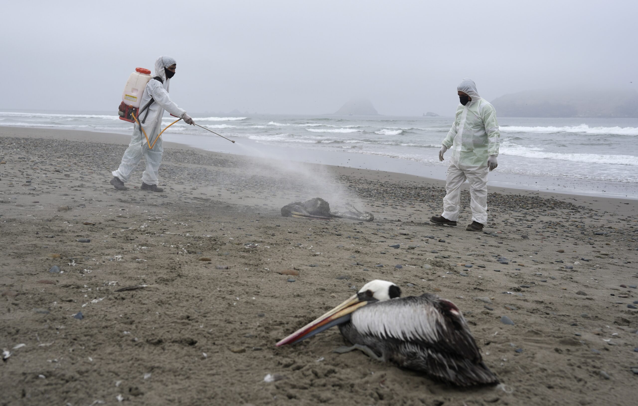 WHO avian flu warnings spark prepper ‘collapse’ watch