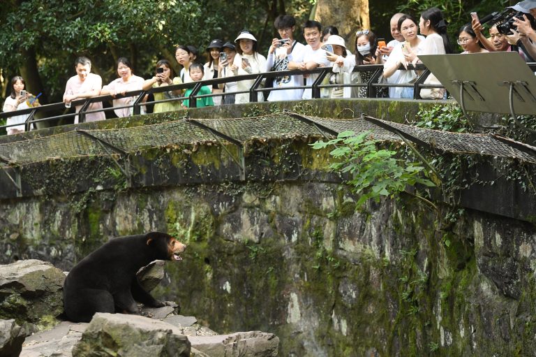 What’s going on with sun bears? People think they are humans in suits