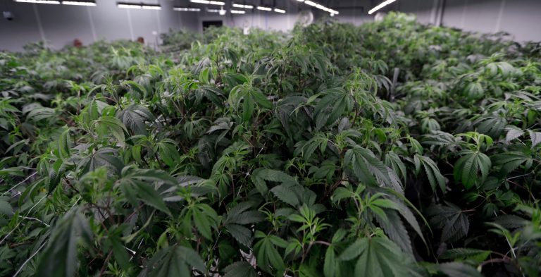 Marijuana plants grow in the Mother Room at AT-Calyx Peak Companies of Ohio, Monday, Jan. 28, 2019, in Akron, Ohio. (AP Photo/Tony Dejak, File)