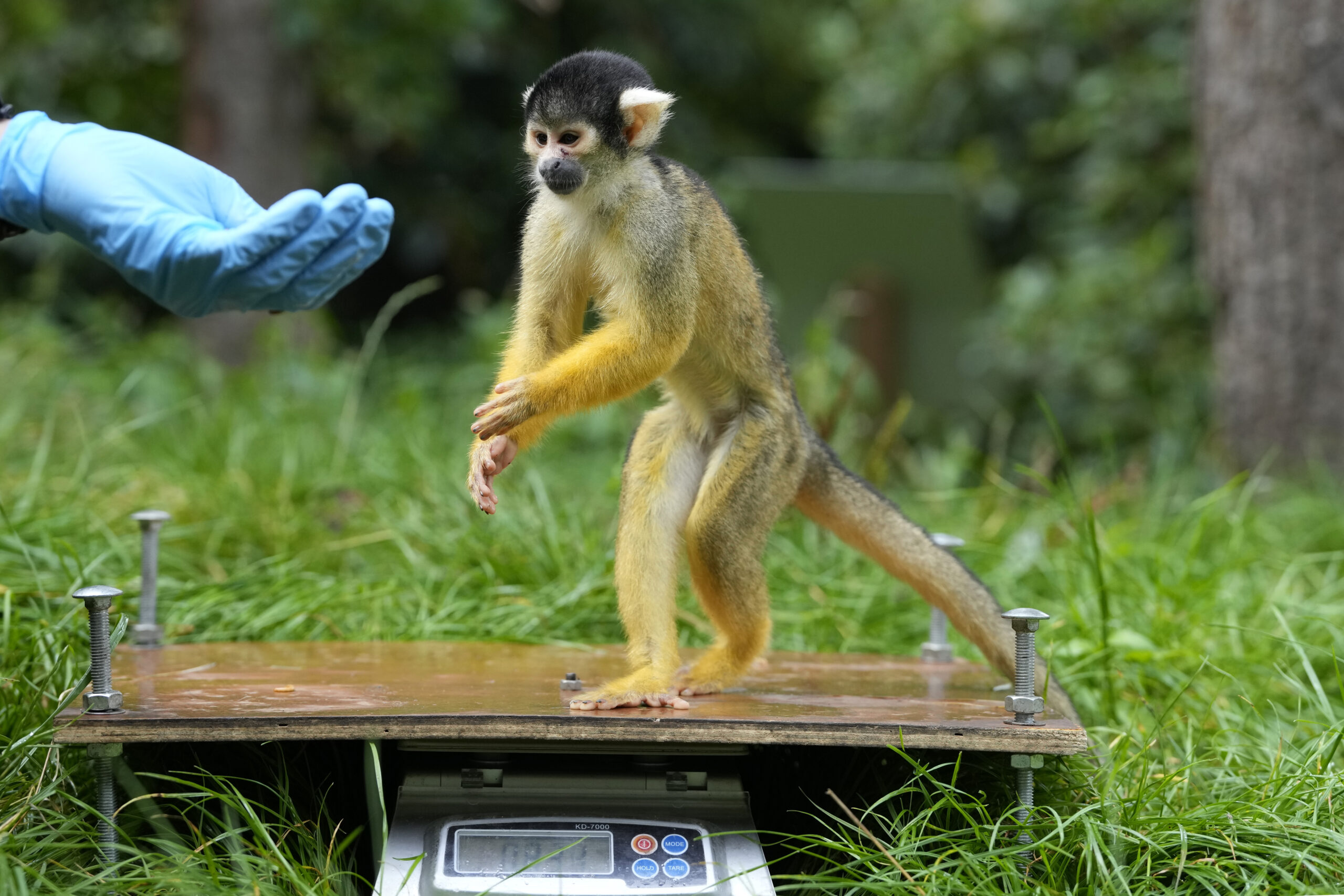 FDA closes largest primate lab to save hundreds of monkeys and millions of dollars