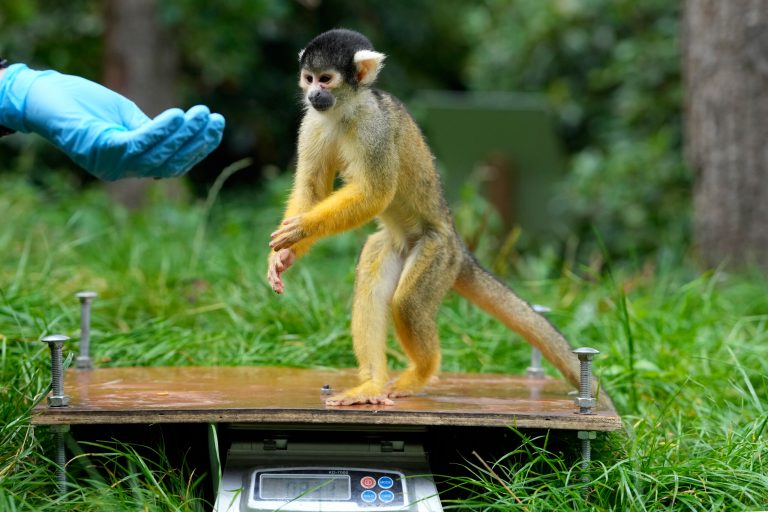 FDA closes largest primate lab to save hundreds of monkeys and millions of dollars