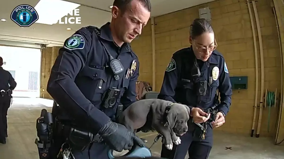 California pit bull puppy revived after overdosing on owners’ fentanyl