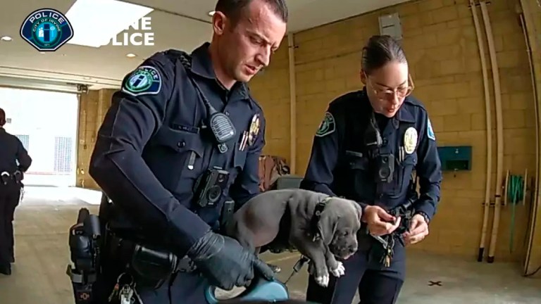 California pit bull puppy revived after overdosing on owners’ fentanyl