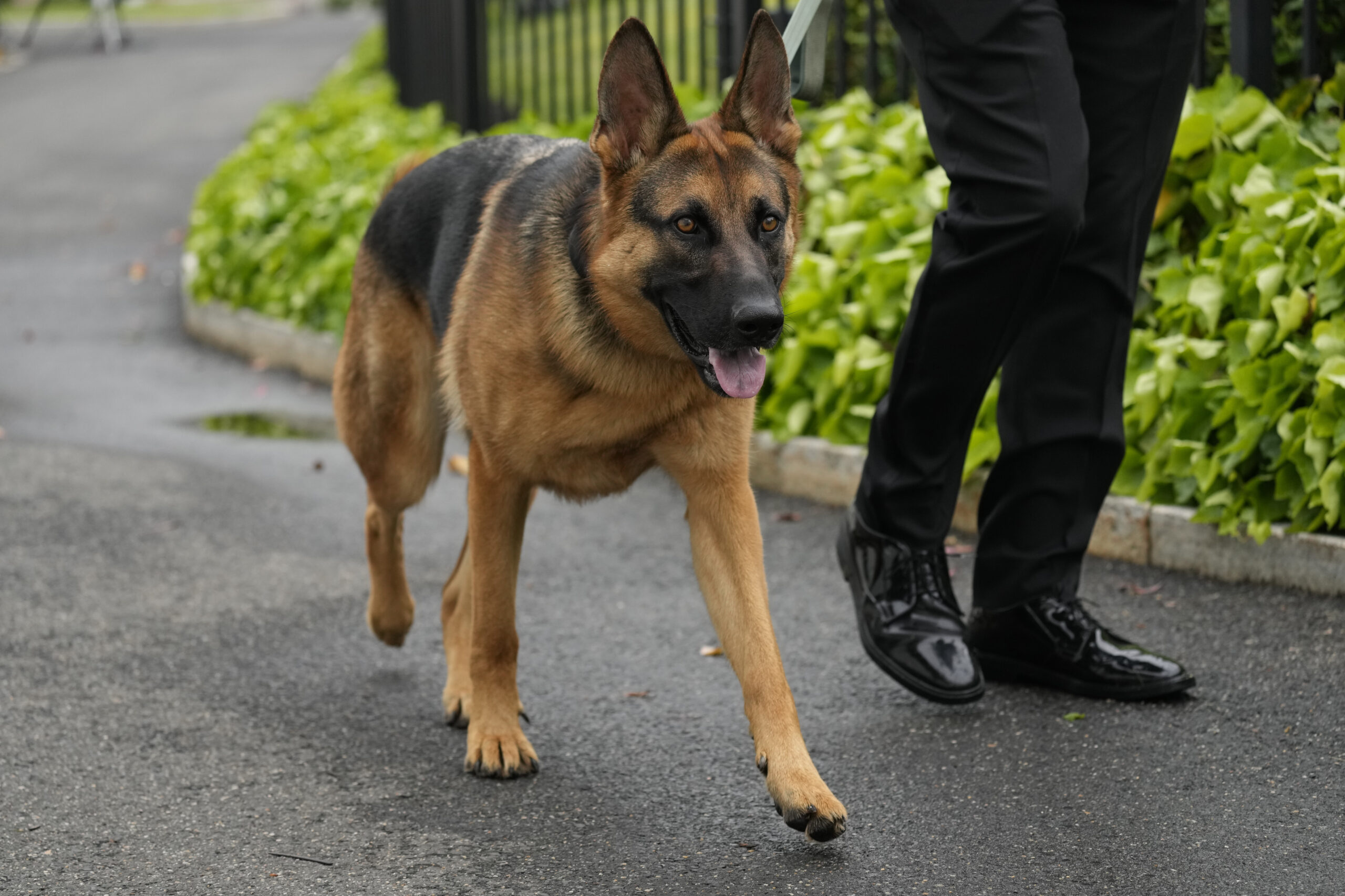 Biden’s dog Commander removed after 12th known bite: Ingraham blasts ‘two tiers of justice’