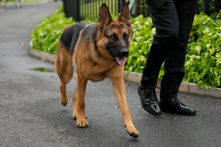 President Joe Biden's dog Commander, a German shepherd, is walked outside the West Wing of the White House in Washington, April 29, 2023. Commander bit another Secret Service employe around 8 p.m. on Monday, Sept. 25, at the White House, said Secret Service chief of communications Anthony Guglielmi.
