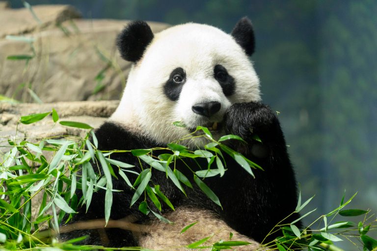 Giant panda Xiao Qi Ji eats bamboo in his enclosure at the Smithsonian National Zoo in Washington on Thursday, Sept. 28, 2023. 