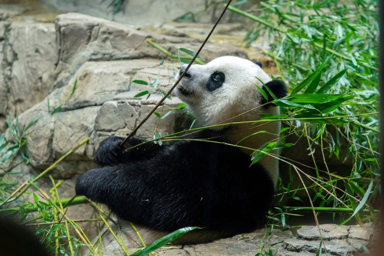 Giant panda Mei Xiang eats bamboo in his enclosure at the Smithsonian's National Zoo in Washington, Thursday, Sept. 28, 2023.