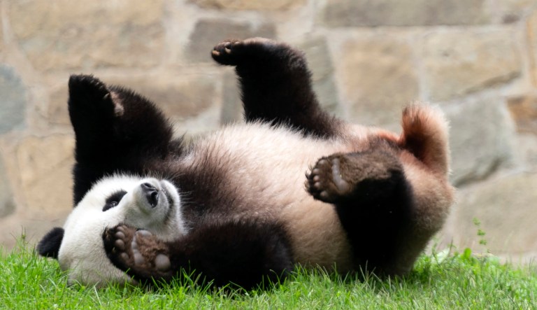 A history of animal diplomacy involving US and other countries