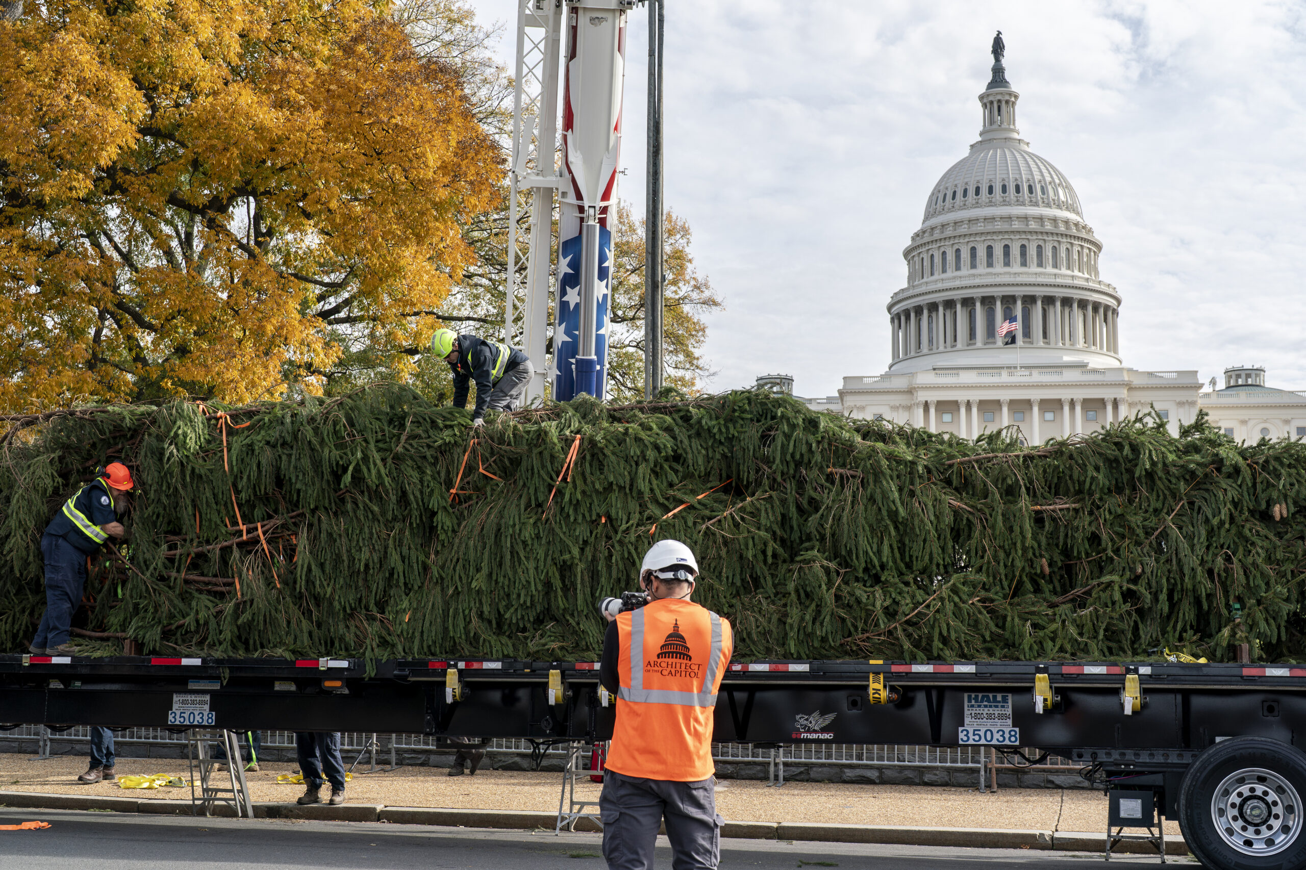 Capitol Christmas Tree