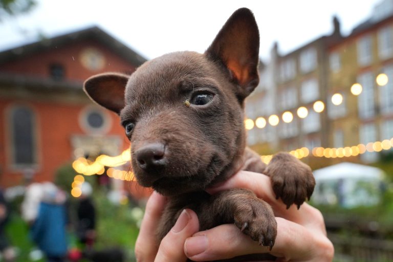Alan, a Patterdale Terrier puppy about 8 weeks old, arrives at St Paul's Church in Covent Garden in London, Saturday, Nov. 18, 2023. (AP Photo/Kirsty Wigglesworth)