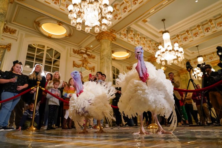 Two turkeys, named Liberty and Bell, who will attend the annual presidential pardon at the White House ahead of Thanksgiving, attend a news conference, Sunday, Nov. 19, 2023, at the Willard InterContinental Hotel in Washington. 