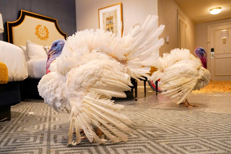Two turkeys, named Liberty and Bell, who will attend the annual presidential pardon at the White House ahead of Thanksgiving, enjoy their hotel room, Sunday, Nov. 19, 2023, at the Willard InterContinental Hotel in Washington. 