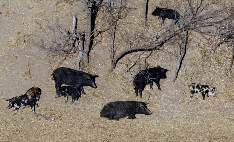 FILE - In this Feb. 18, 2009 file photo, feral pigs roam near a Mertzon, Texas ranch. Minnesota, North Dakota and Montana and other northern states are making preparations to stop a threatened invasion from Canada. Wild pigs already cause around $2.5 billion in damage to U.S. crops every year, mostly in southern states like Texas. But the exploding population of feral swine on the prairies of western Canada is threatening to spill south. (AP Photo/Eric Gay, File)