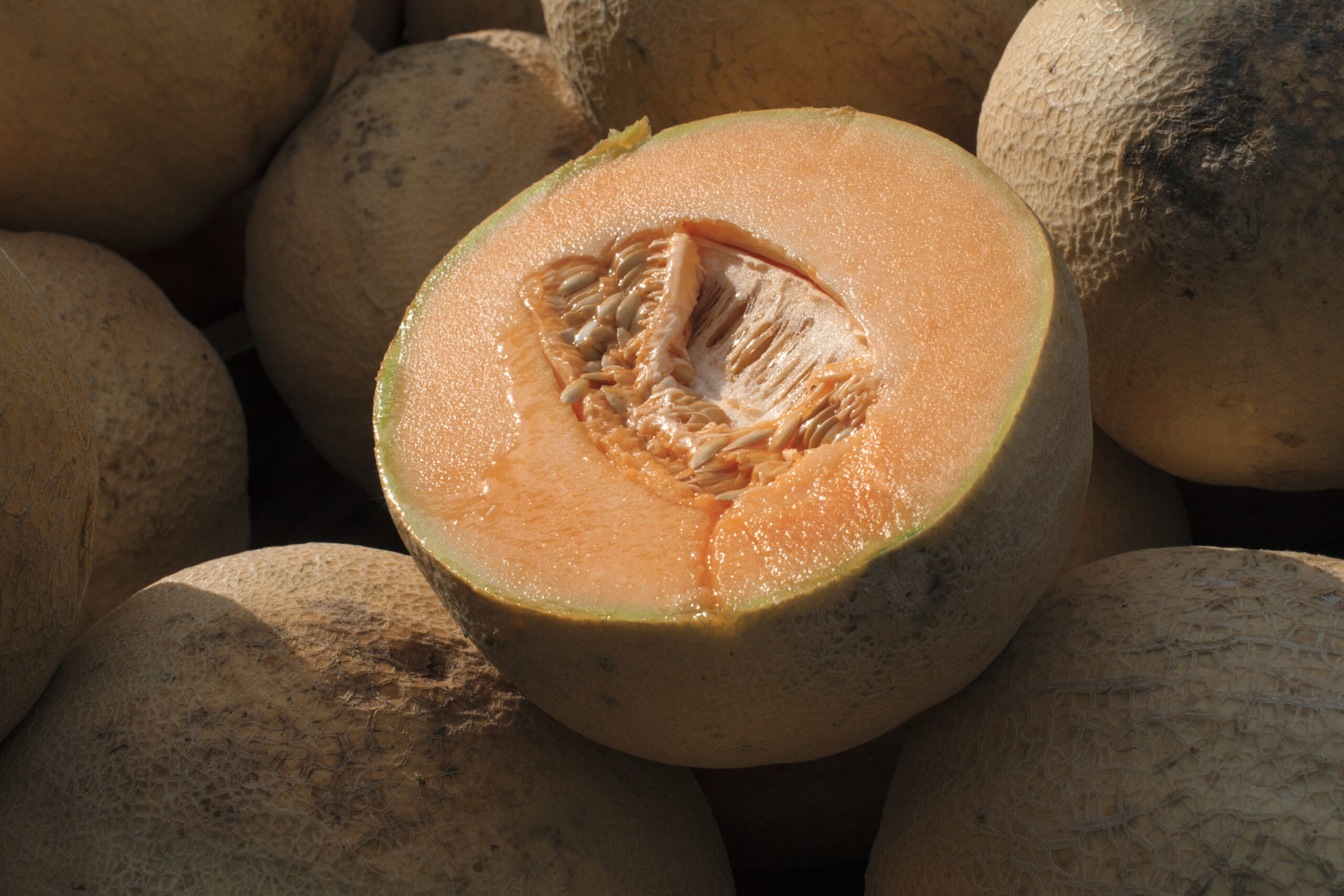 Mexican cantaloupe plant closes after more deaths reported in salmonella outbreak
