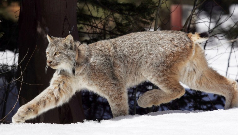 A Canada lynx heads into the Rio Grande National Forest near Creede, Colorado, April 19, 2005.