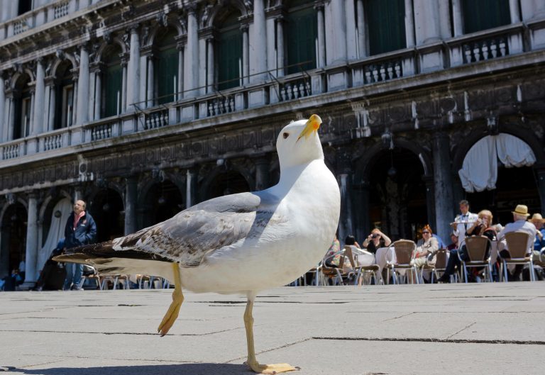 A seagull basks in the sun in Venice St. Mark's Square, northern Italy, Sunday, May 26, 2013.