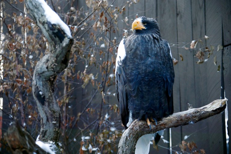 Rare eagle native to Asia spotted in New England