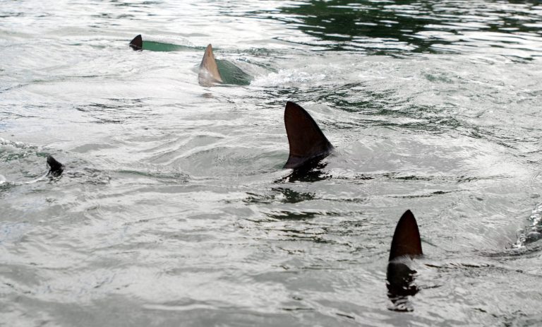 In this Thursday, Jan. 21, 2016 photo, sand and hammerhead sharks swim in a holding tank at the University of Hawaii's Institute of Marine Biology on Oahu's Coconut Island. A 2-year study was released by researchers at the lab on Thursday, May 19, 2016 that looked at tiger shark activity around Maui after a number of shark bites in 2012 and 2013 prompted the state to commisson further research. (AP Photo/Caleb Jones)