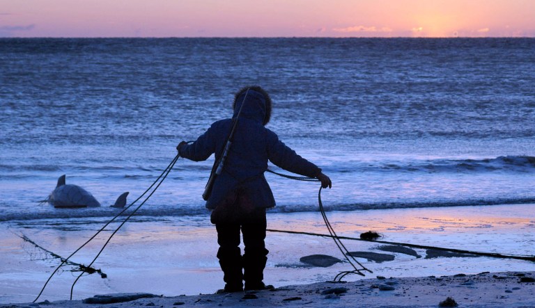 In this Nov. 8, 2005, file photo, Inupiat hunter Karlin Itchoak coils the rope of a subsistence net after pulling in a beluga whale at Cape Nome near Nome, Alaska, at sunset.