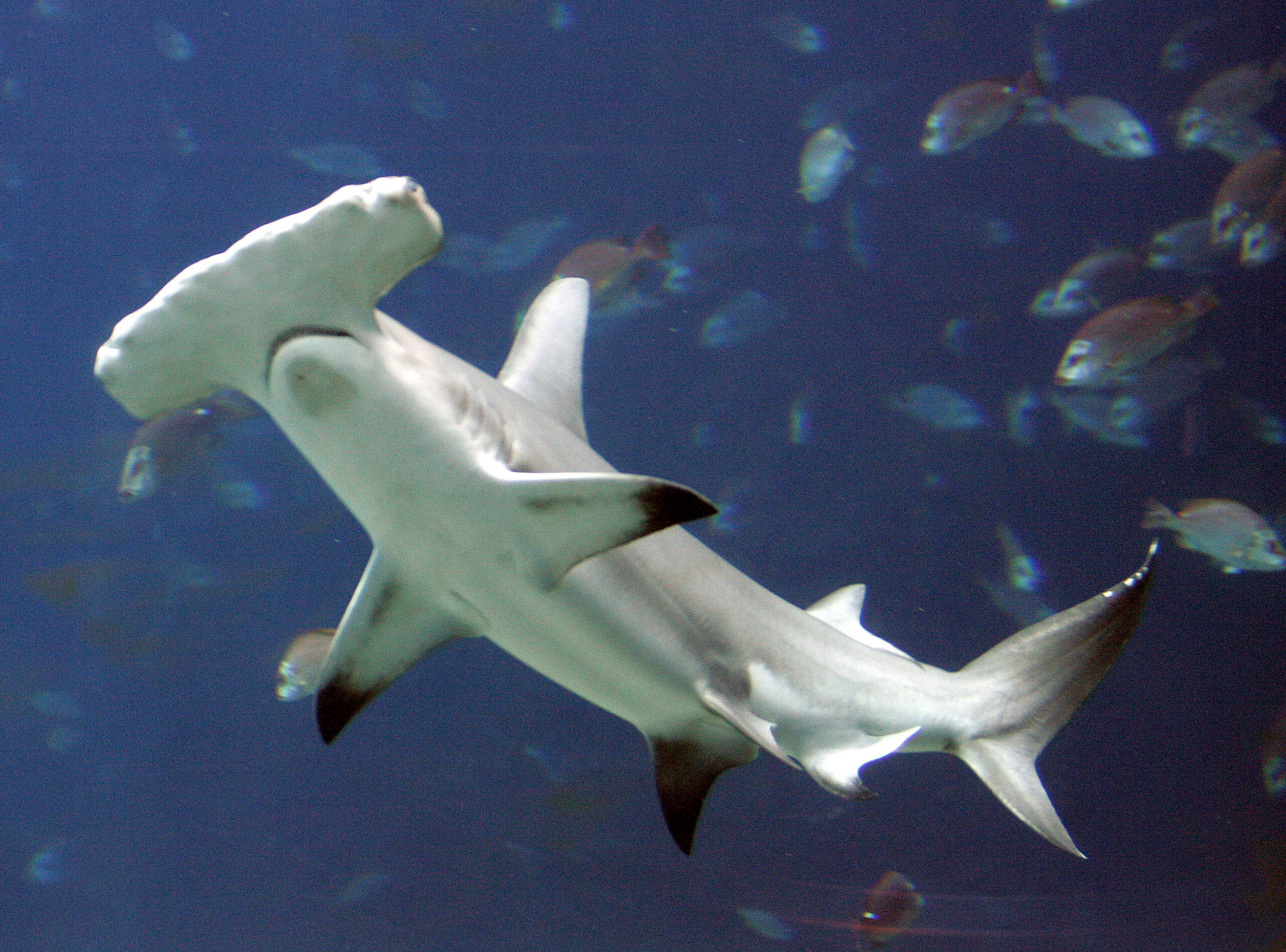 SEE IT: Massive hammerhead shark sends swimmer running at Alabama beach