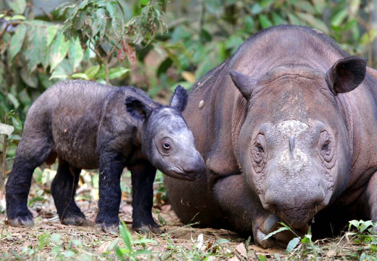 Rare Sumatran rhino born in Indonesia brings ‘hope for the species’