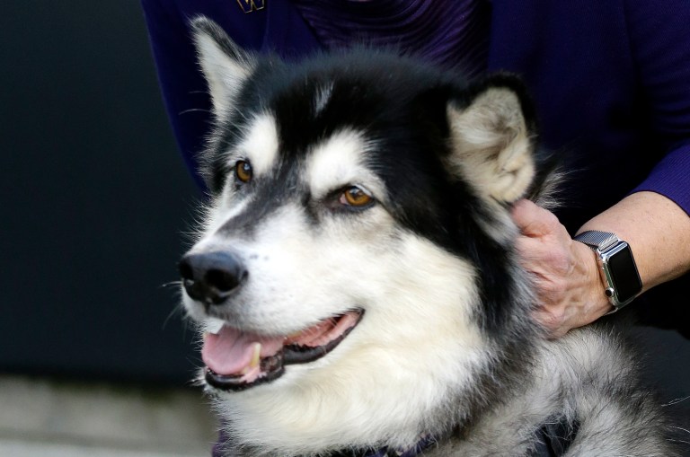 A husky is pictured.