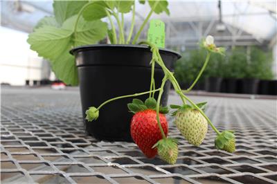 Two U.S. companies announced plans to produce the first gene-edited strawberries. 